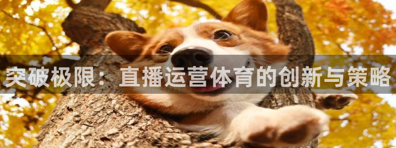 乐球吧nba直播雨燕360：突破极限：直播运营体育的创新与策略