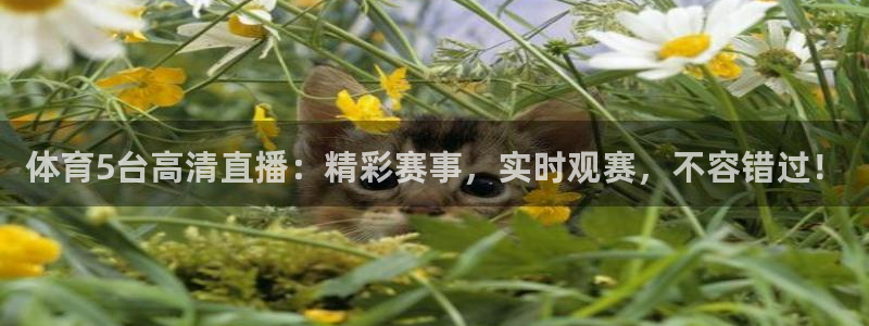 360绿色直播体育在线观看：体育5台高清直播：精彩赛事，实时观赛，不容错过！